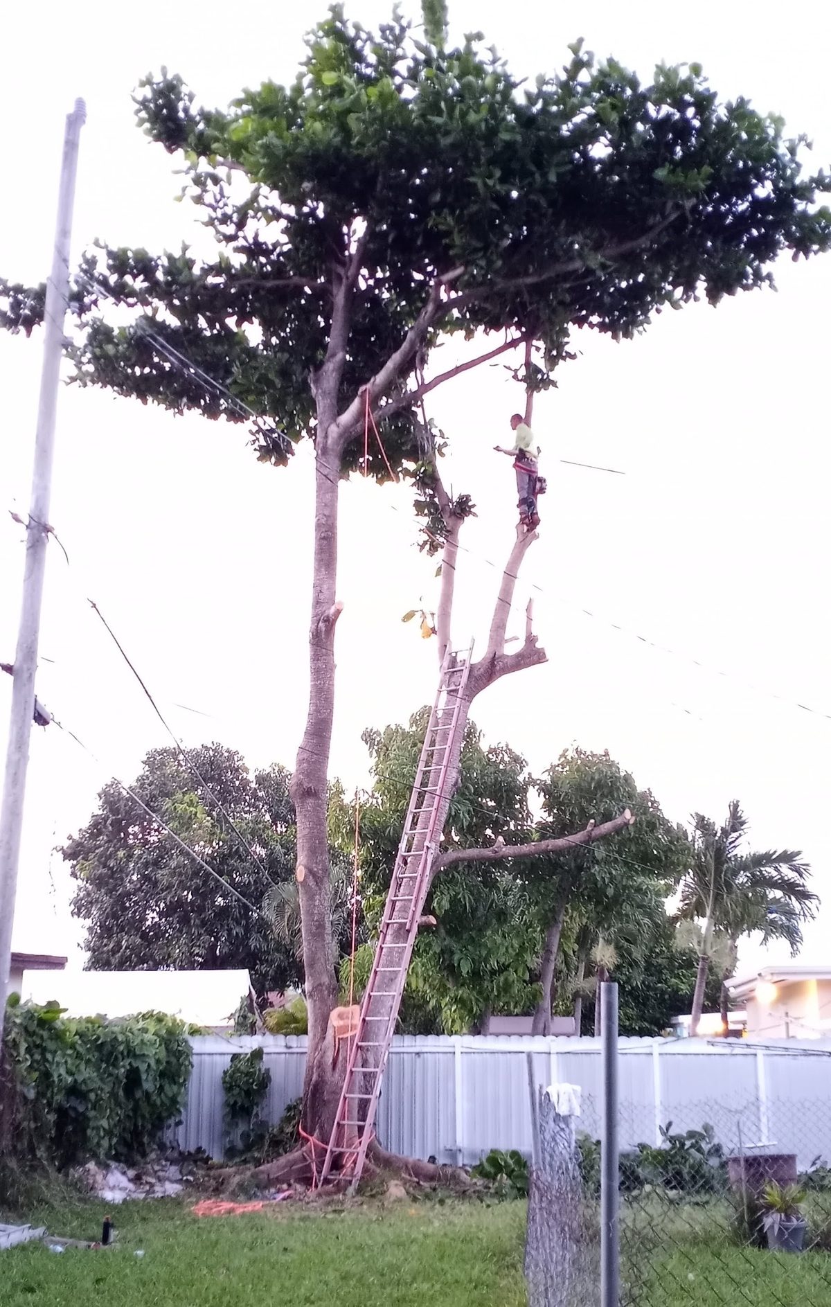 Big limb takedown, piece by piece