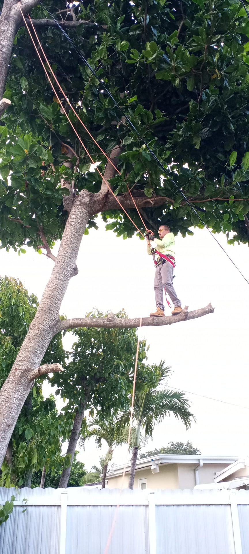 Walking the limb — trim cut up top