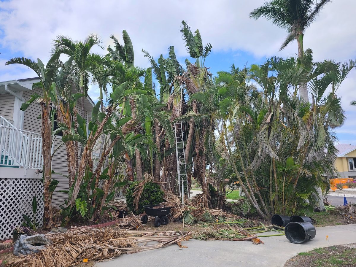 Storm-beaten palms, cleaned up after the blow