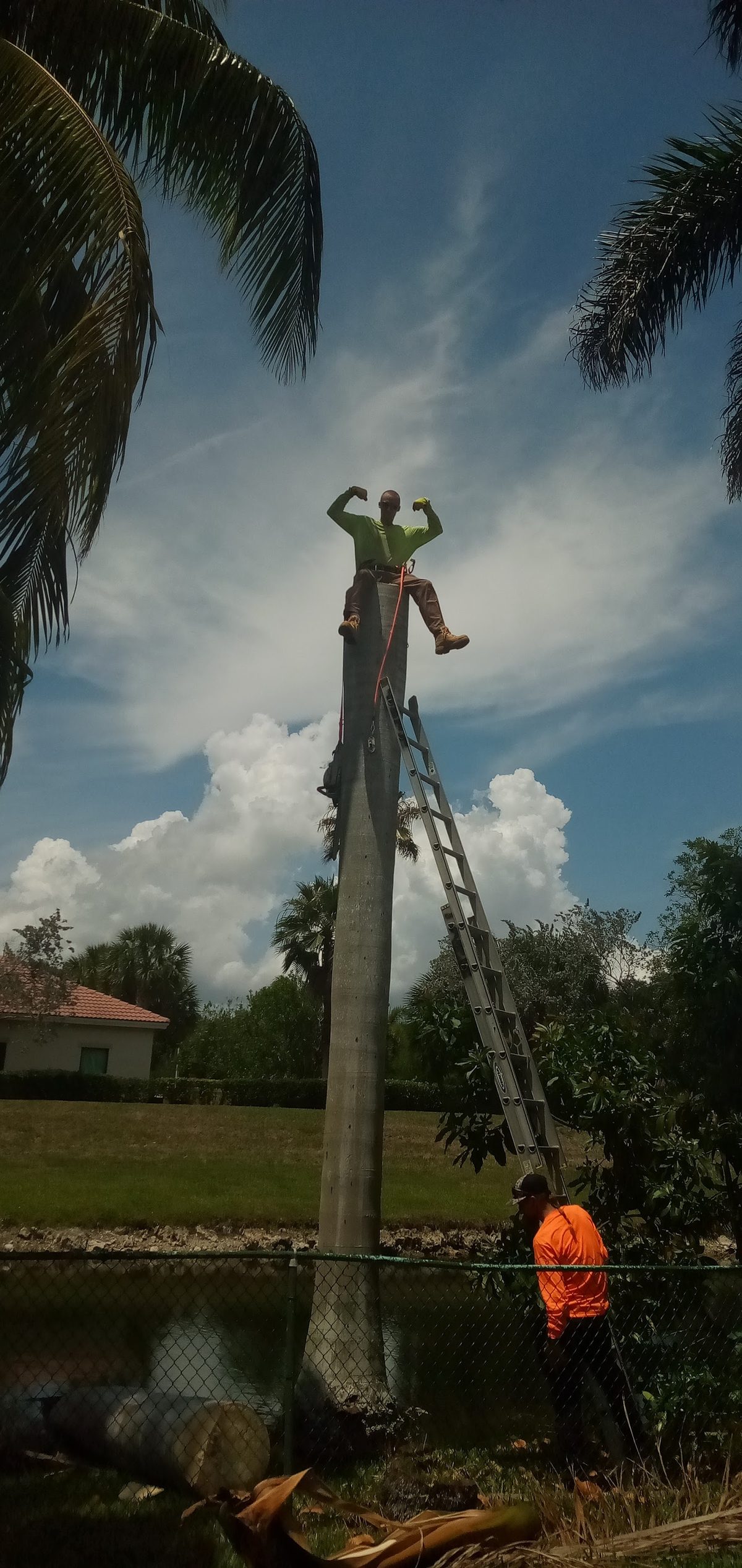Topping out a tall palm