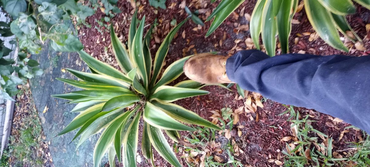 Agave and beds detailed by hand