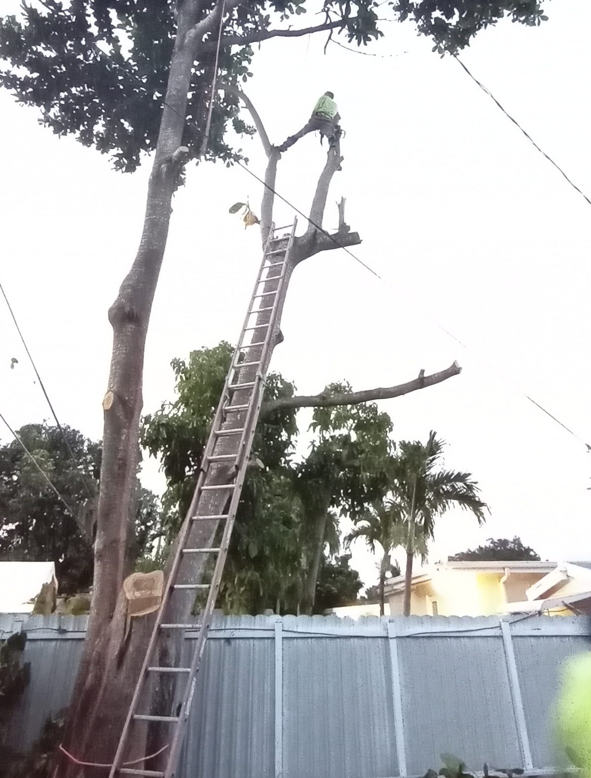 Ladder removal along the fence line