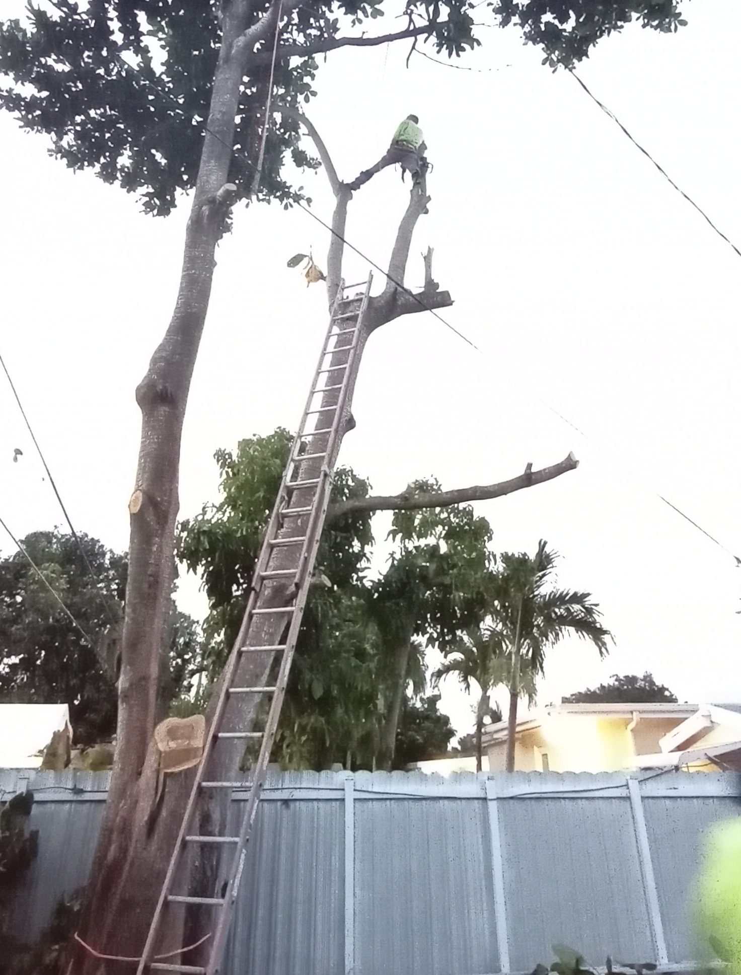 Tree Removal